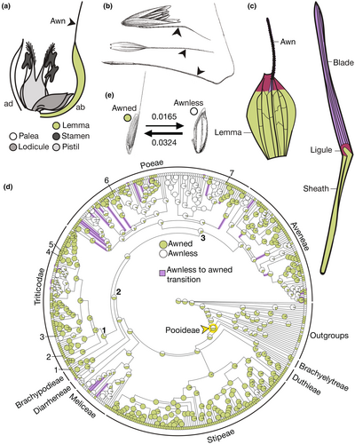Developmental Contraint Article